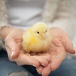 Human holding a cute chick.