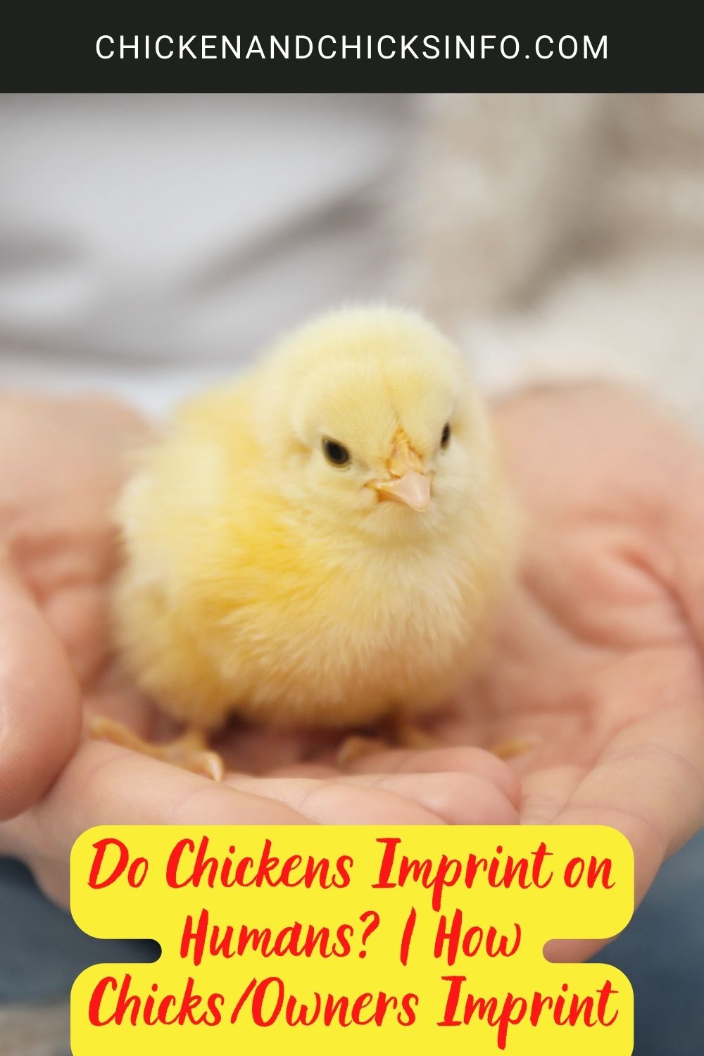 Do Chickens Imprint on Humans  How ChicksOwners Imprint poster.
