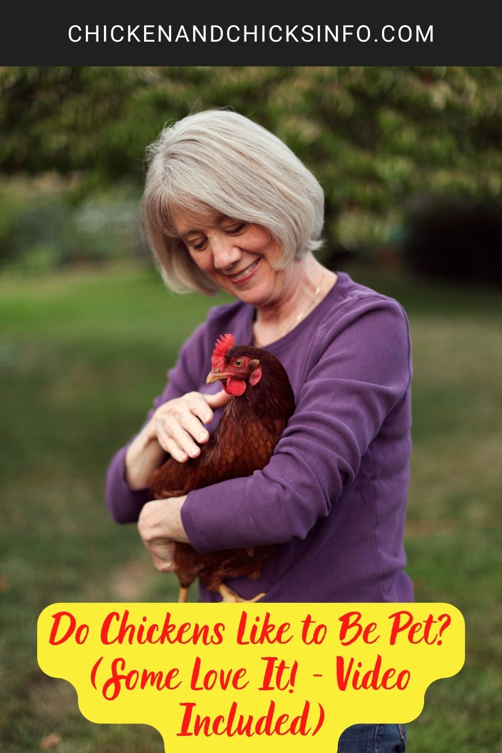 Do Chickens Like to Be Pet? (Some Love It! - Video Included) poster.
