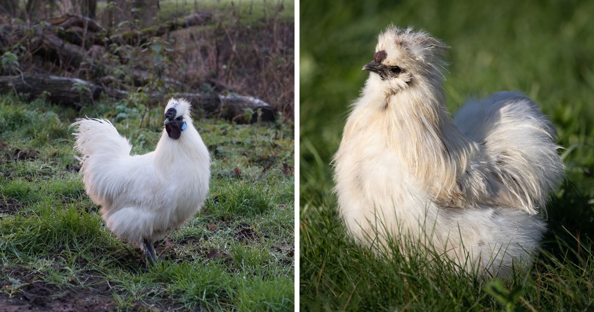 Do Silkie Roosters Crow? (Yes, Video Included) Chicken & Chicks Info