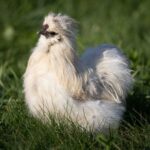 White Silkie rooster on a green meadow.