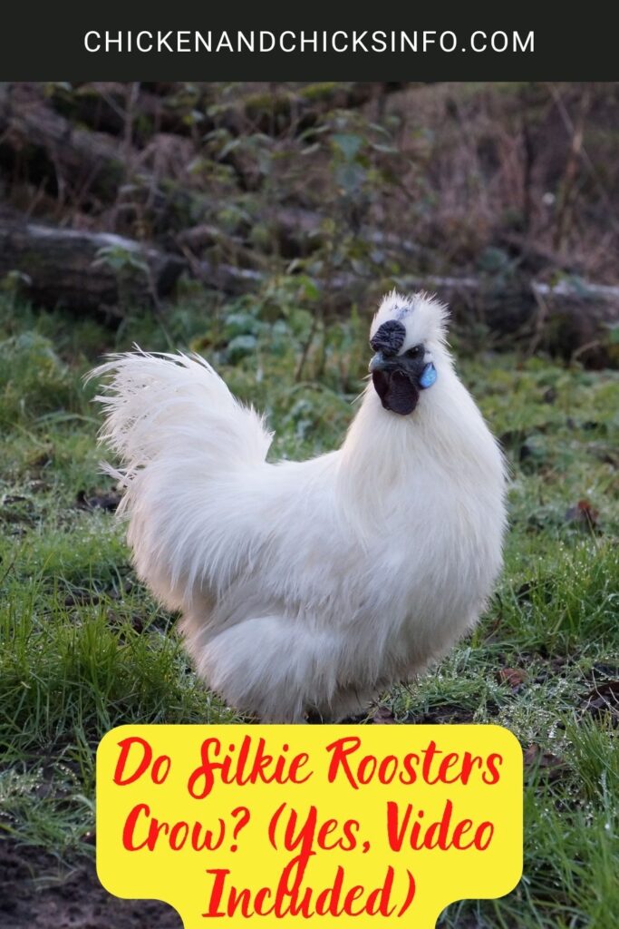 Do Silkie Roosters Crow? (Yes, Video Included) Chicken & Chicks Info
