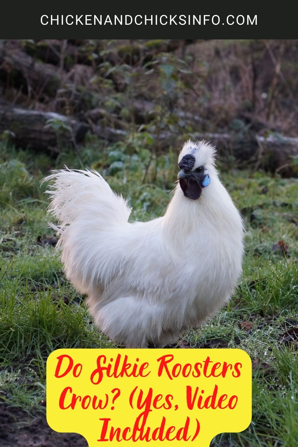 Do Silkie Roosters Crow? (Yes, Video Included) poster.
