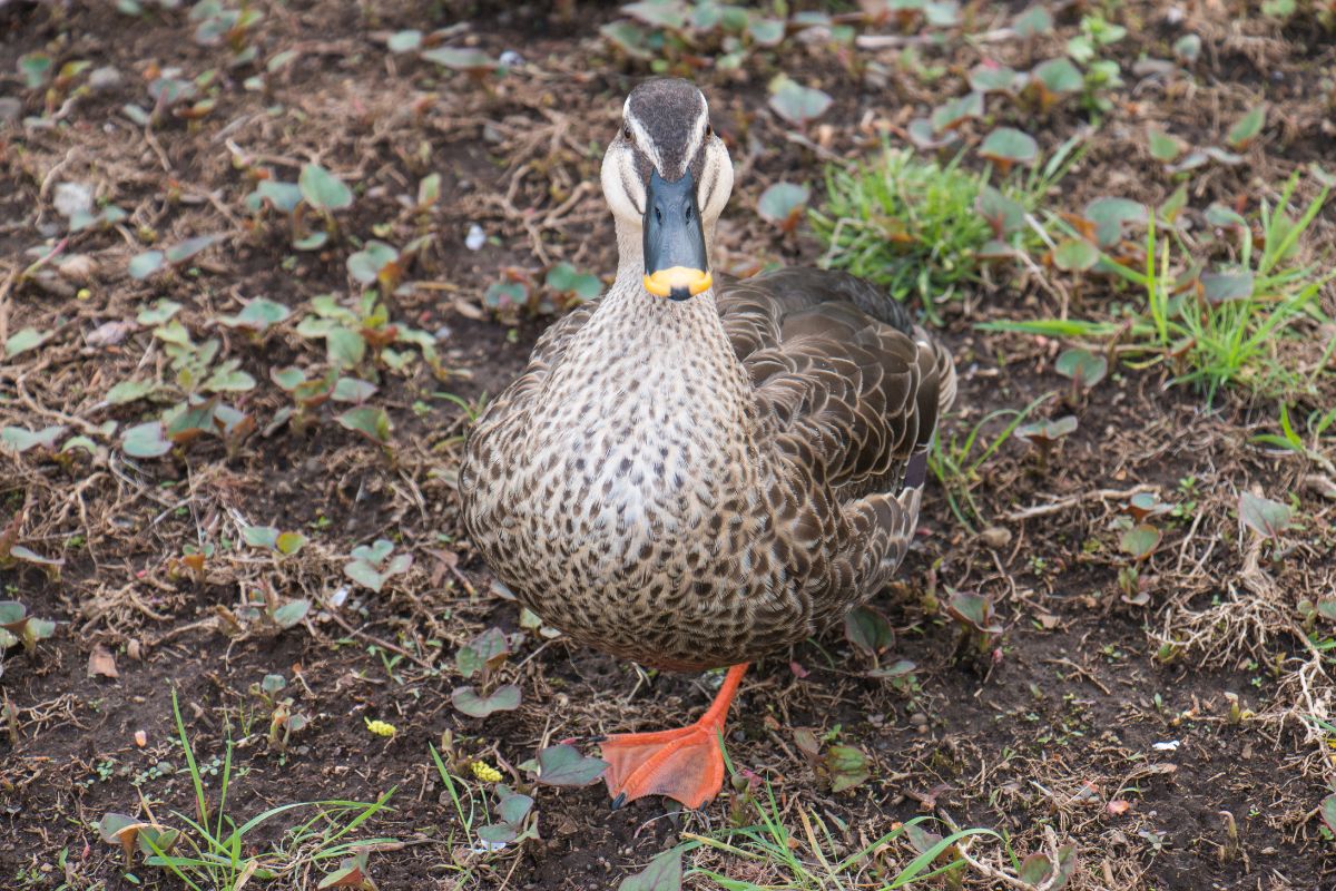 Cute colorful duck in a backyard.