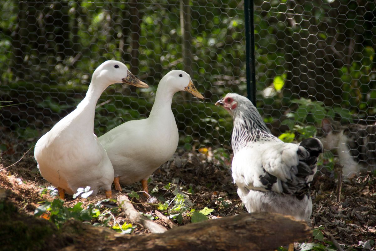 Two white ducks and a chicken in a backyard.