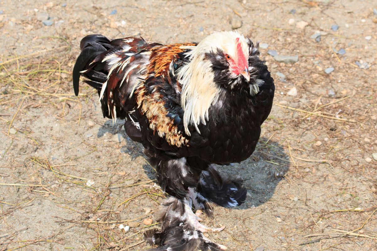 Colorful Faverolle chicken in a backyard.