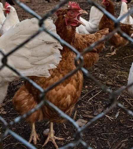 foods you can and cannot feed backyard chickens