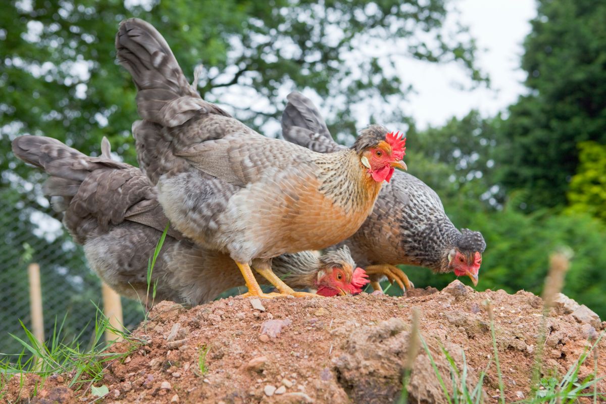 Three gray chickens foraging on a pile of soil.