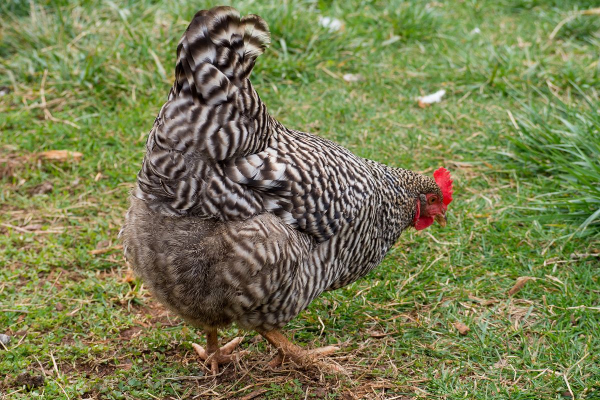 A gray chicken looking for food on a pasture.