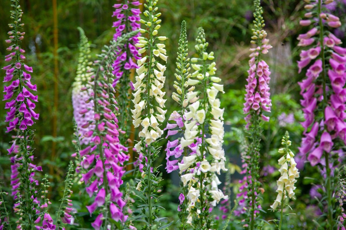 Beautiful pink and white blooming flowers of foxgloves.