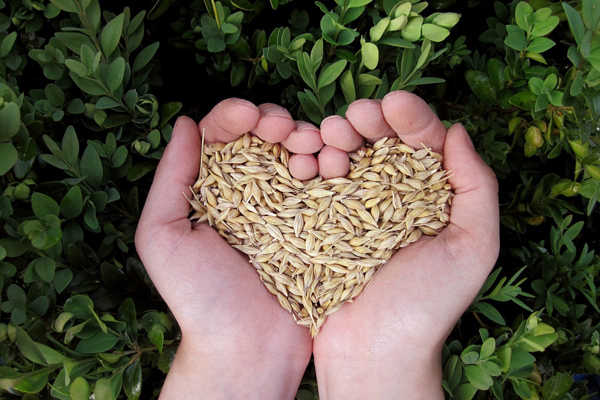 Hands are holding grains.