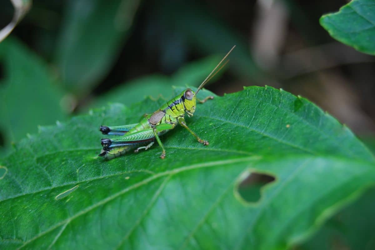 A green grasshopper on a green leave.