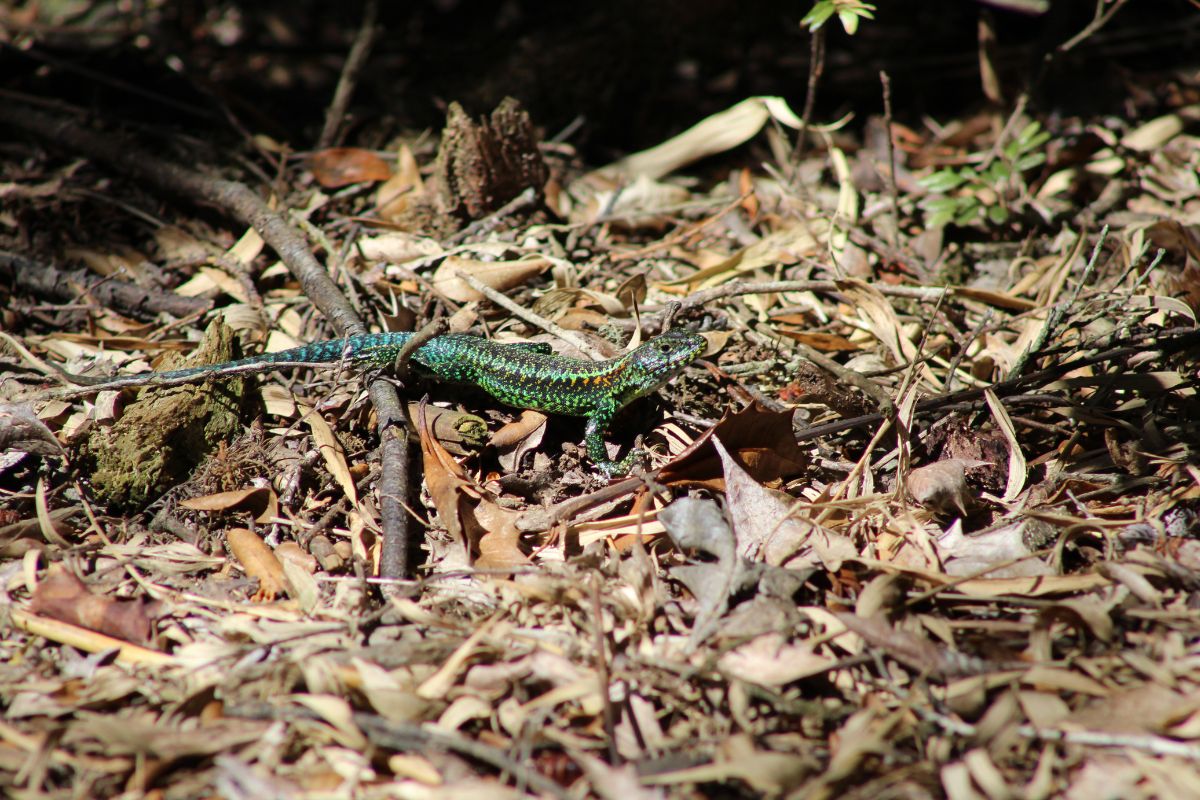 A small green lizard in a backyard.