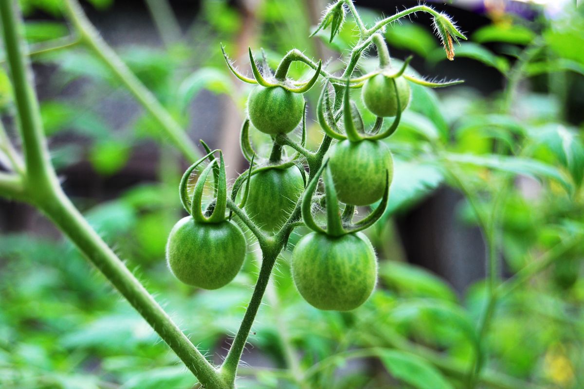 Green unripe tomatoes on a plant.