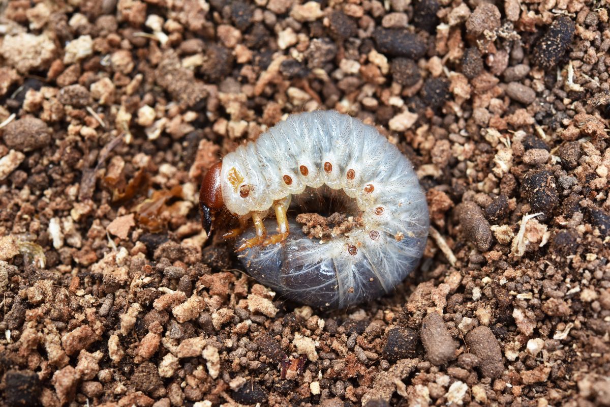 A white grub worm on rocky soil.