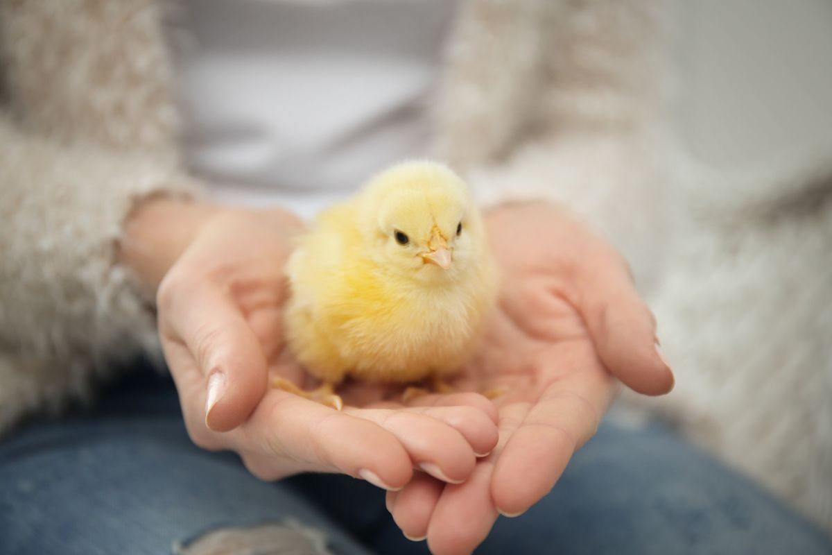 Hands holding a cute chick.