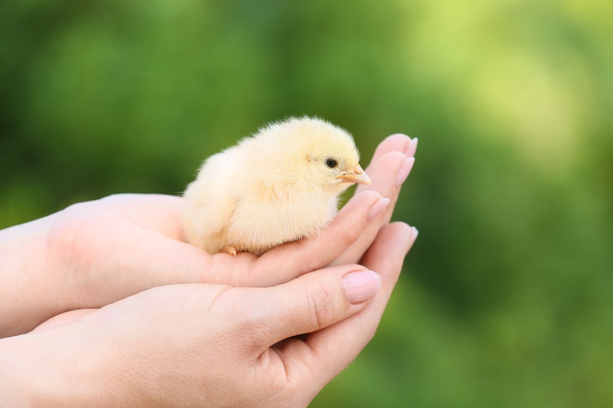 Hands holding a cute chick.