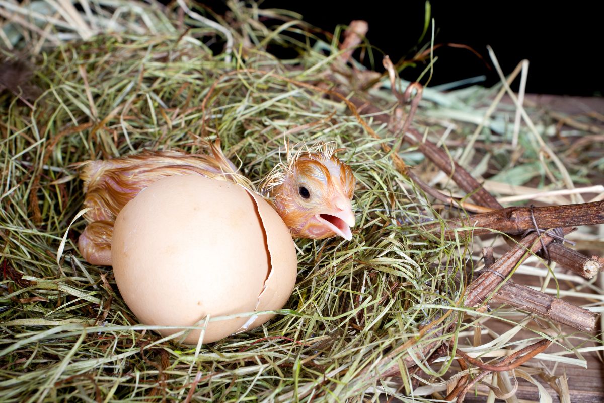 A hatching chick in a nest.