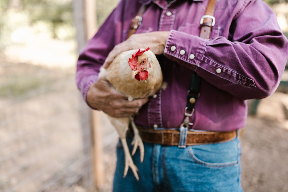 A farmer holding a petting a brown chicken.