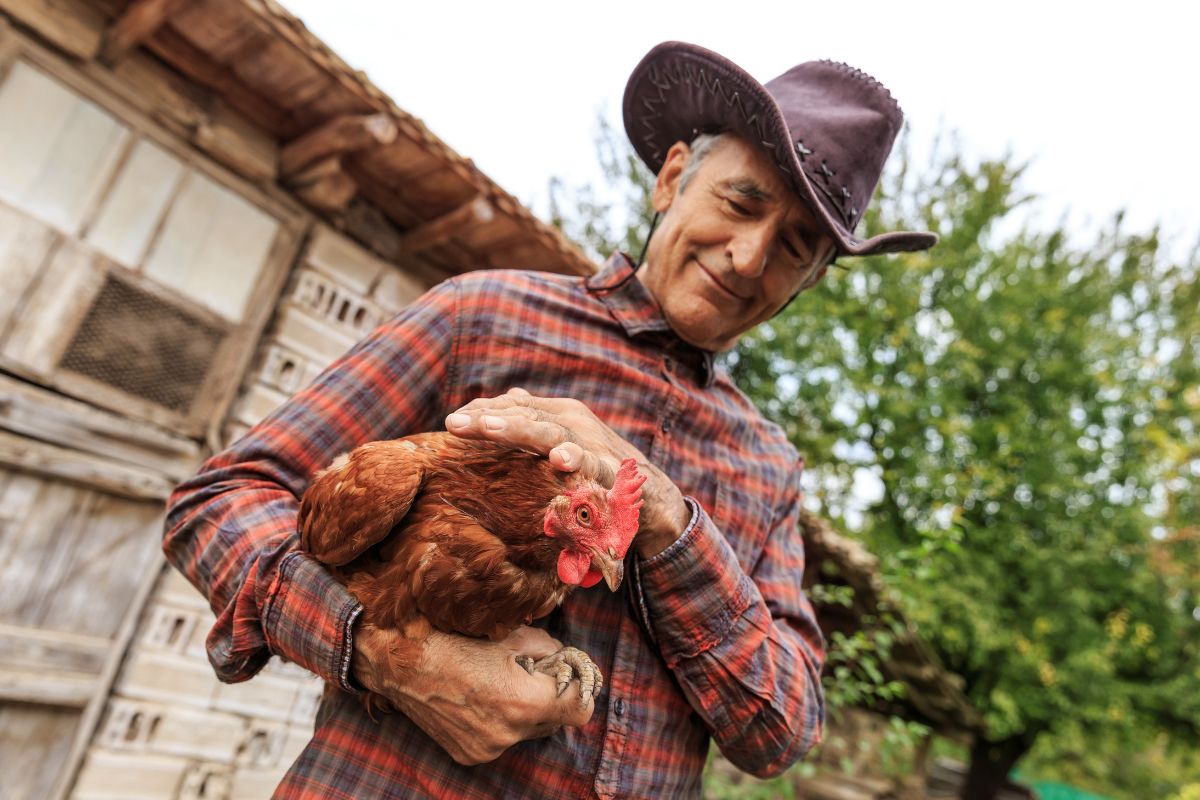 A farmer holding and petting a brown chicken.