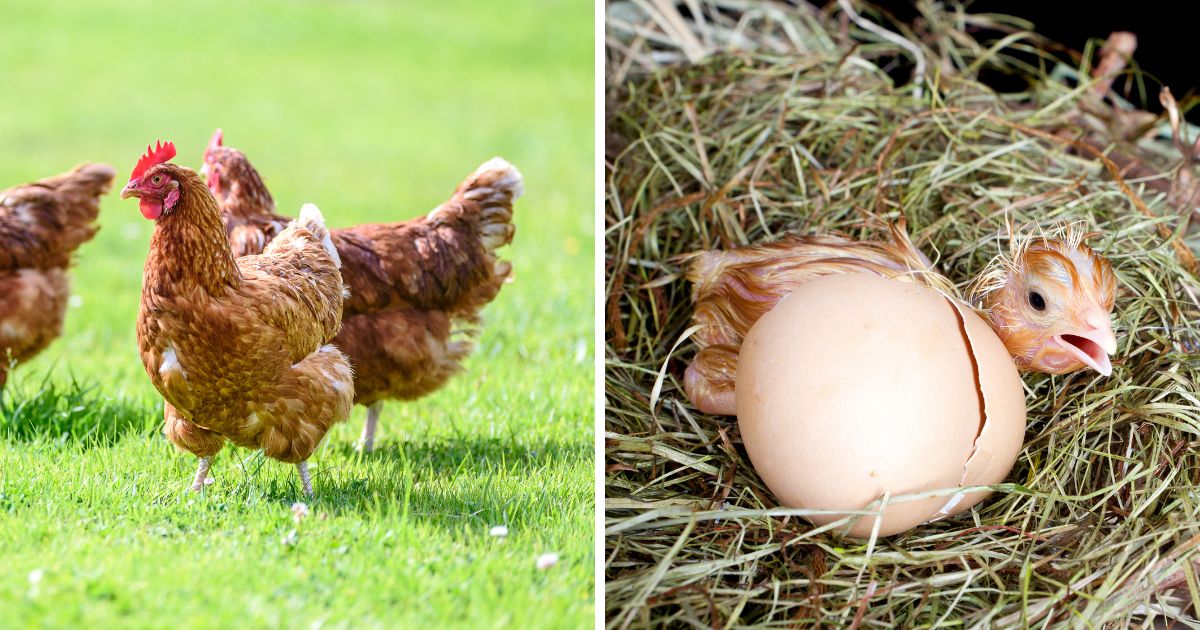 How Do Chickens Reproduce Without a Rooster? (It's Not What You Think