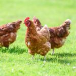 Three brown chicken on a green meadow.