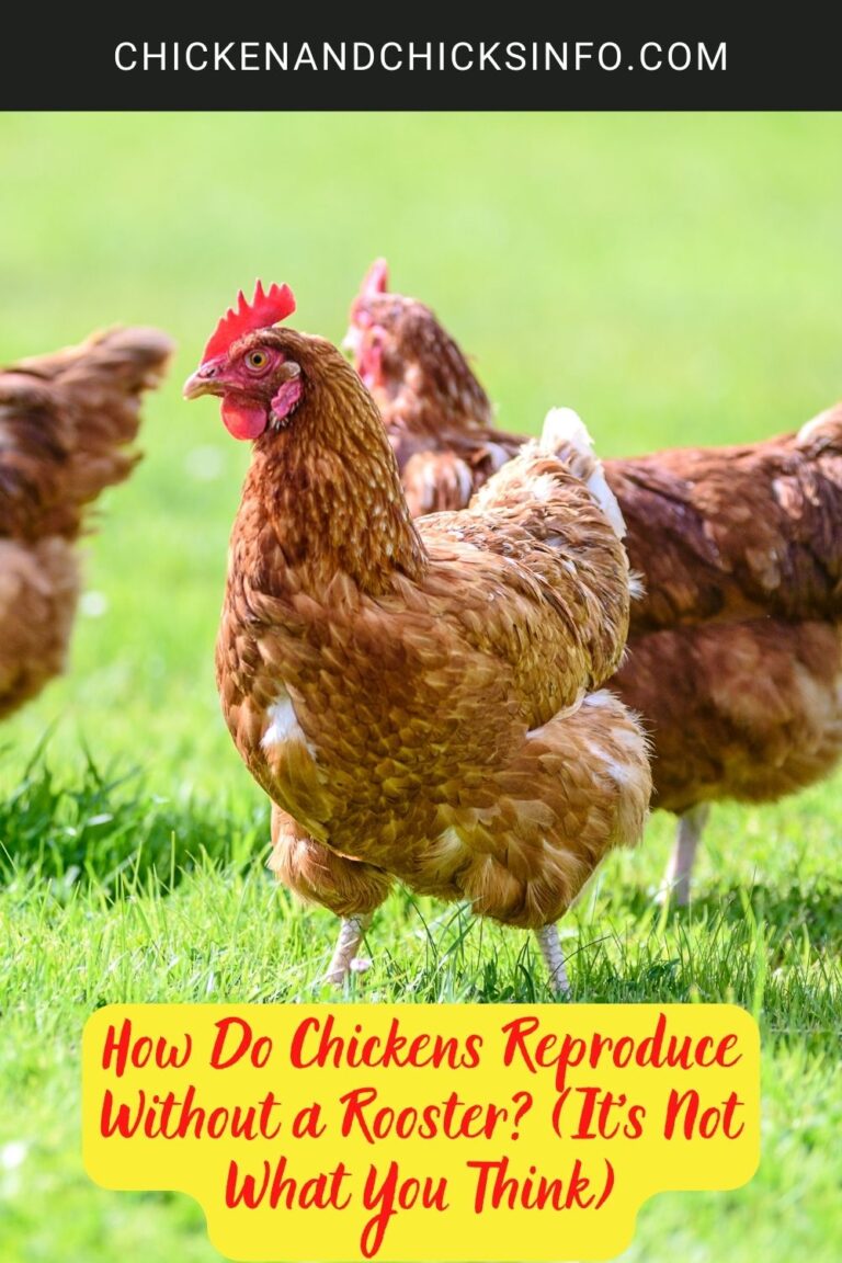 How Do Chickens Reproduce Without a Rooster? (It's Not What You Think