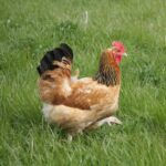 A brown Sussex chicken in a backyard pasture.