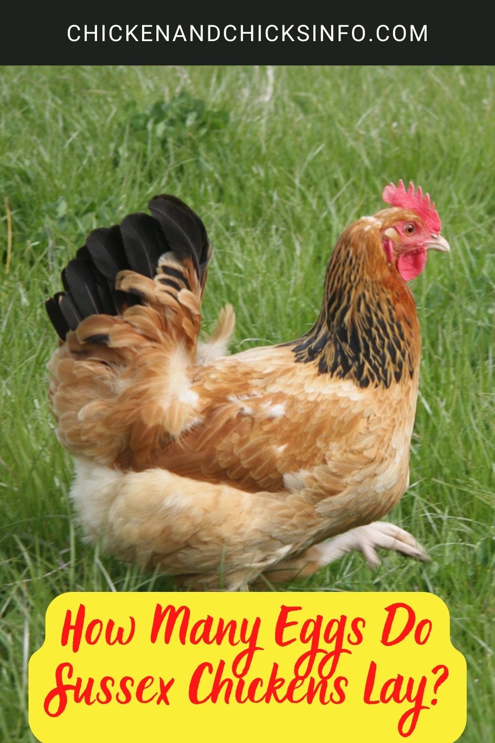 How Many Eggs Do Sussex Chickens Lay? poster.
