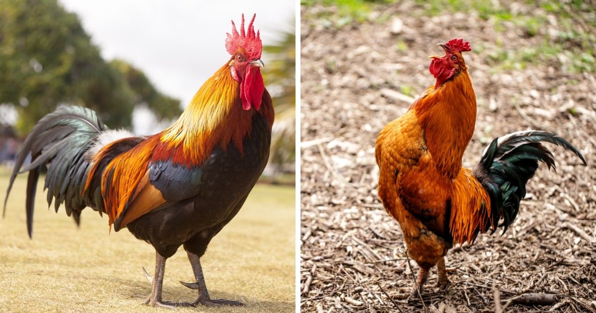 How Many Toes Does a Rooster Have? 4 Plus a Spur (Usually) Chicken