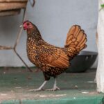 A brown chicken standing on a porch.