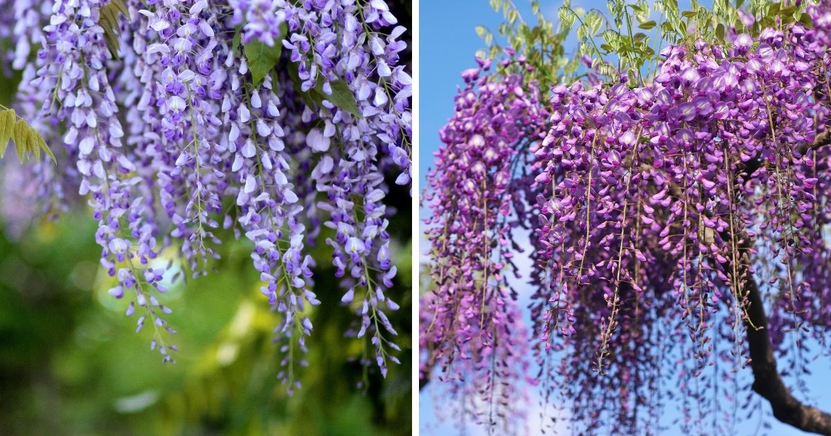 Is Wisteria Poisonous to Chickens? (Beautiful, But Poisonous) Chicken
