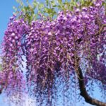 A beautiful blooming pink wisteria on a sunny day.