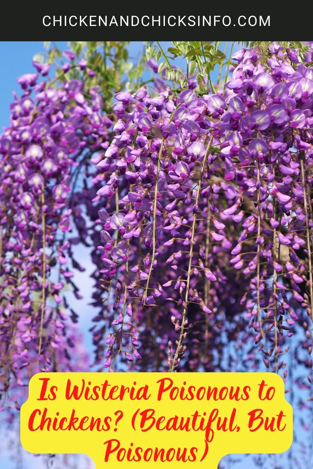 Is Wisteria Poisonous to Chickens? (Beautiful, But Poisonous) poster.
