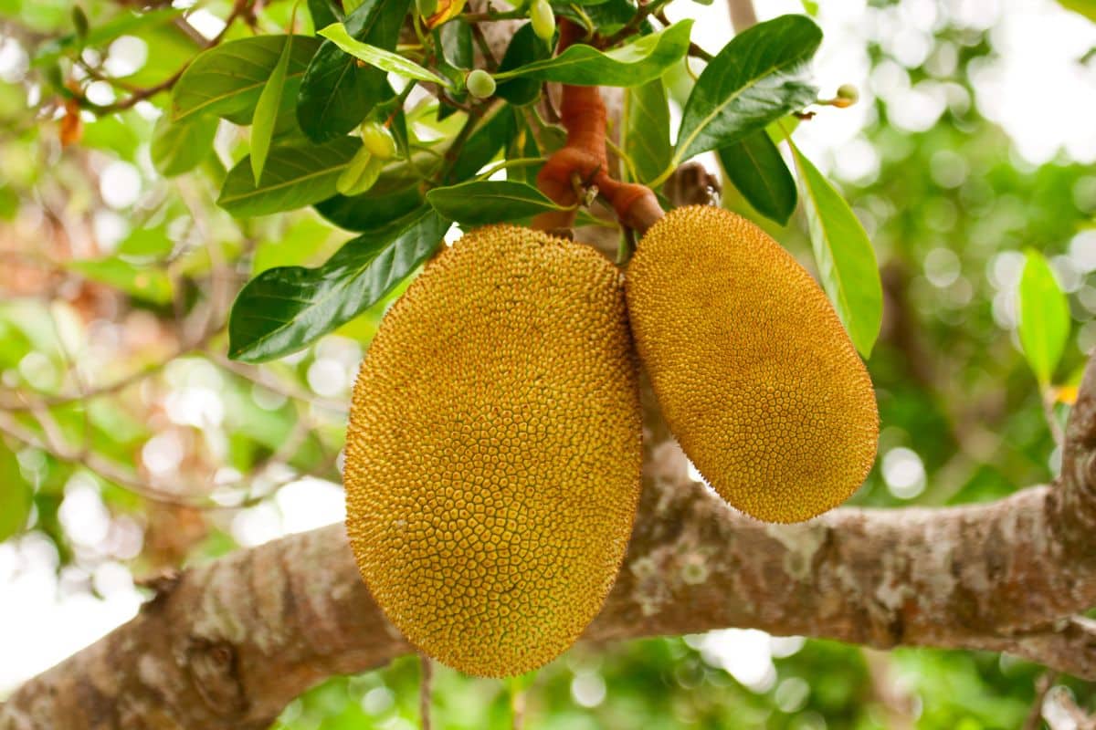 Two ripe jackfruits hanging on a branch.