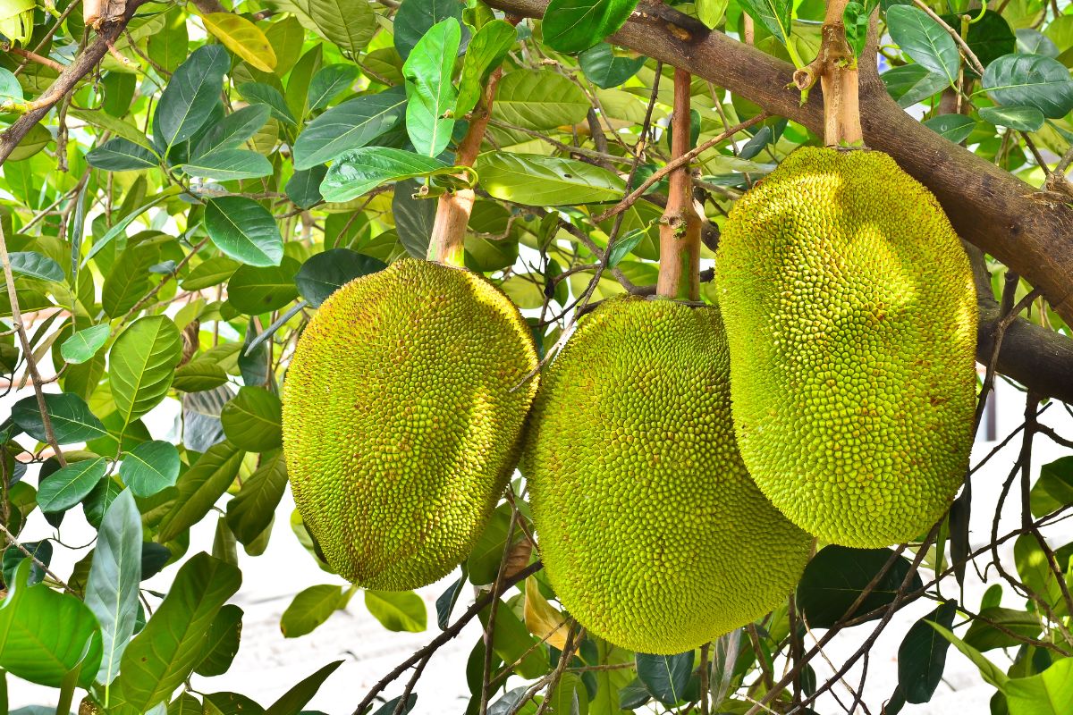 Three ripe jackfruits hanging on a branch.