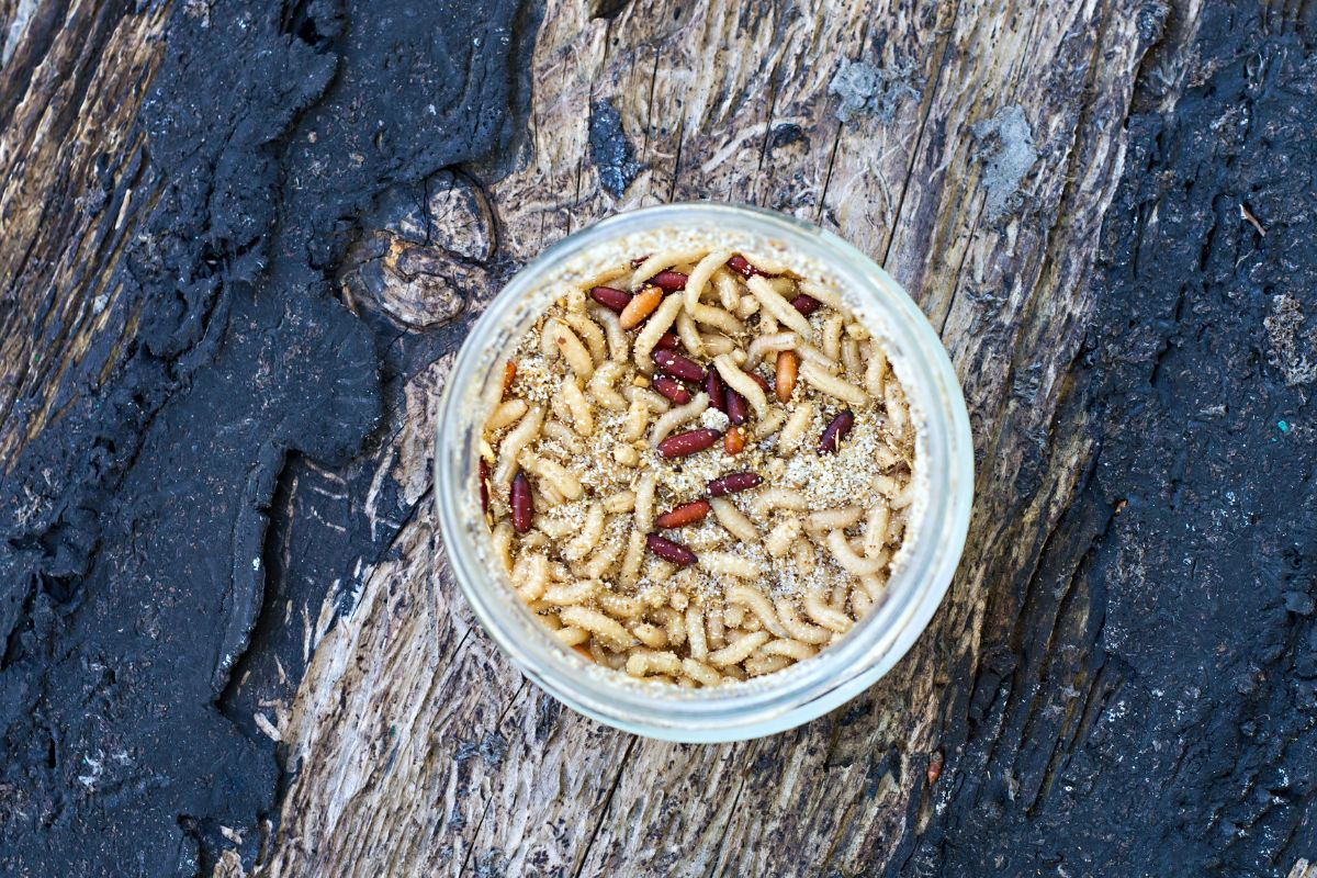 A glass jar full of maggots on a wooden log.