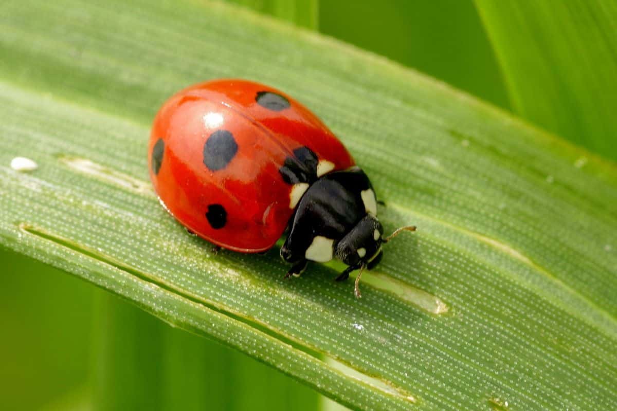 A ladybug on a green leaf.