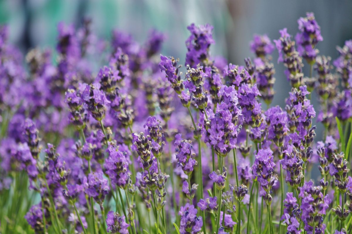 Blooming lavender field.