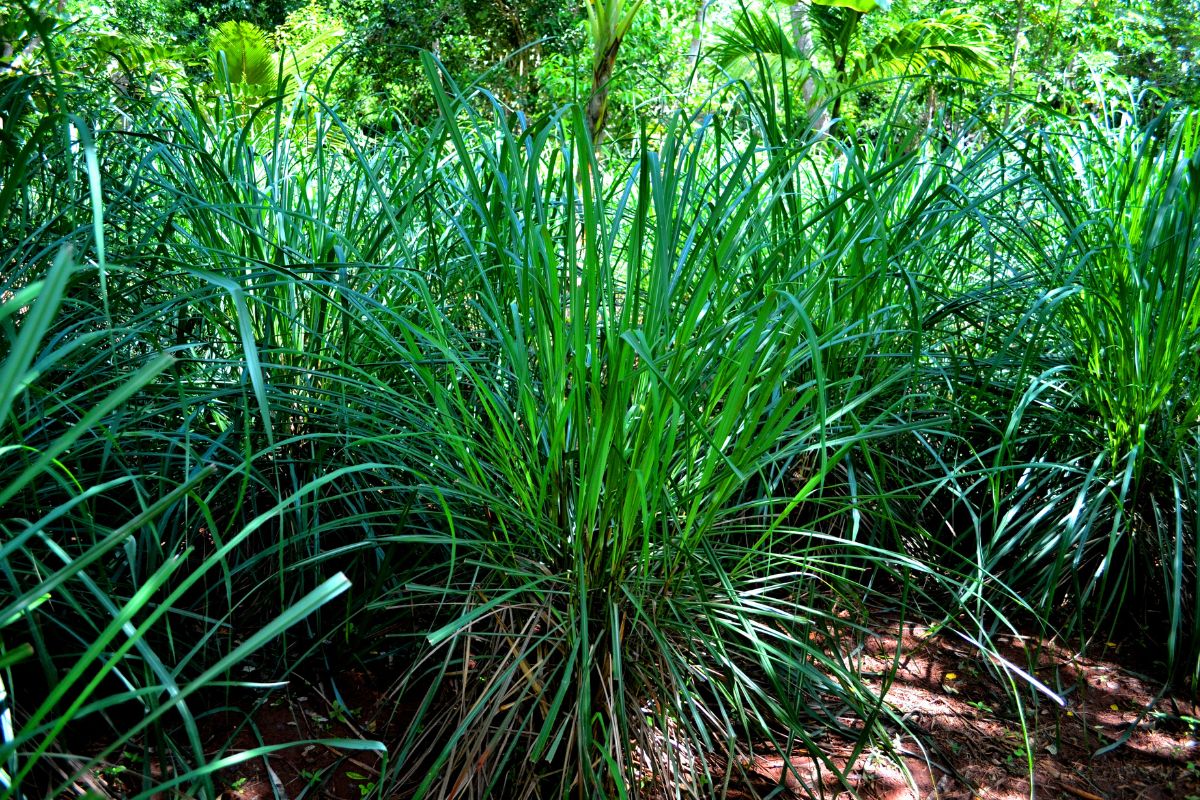 Green lemongrasses.