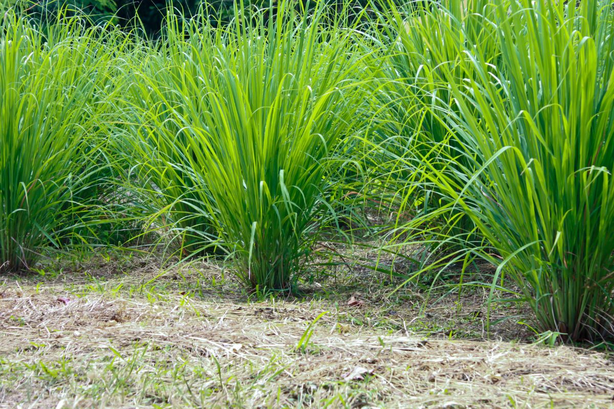 A field of green lemongrasses.
