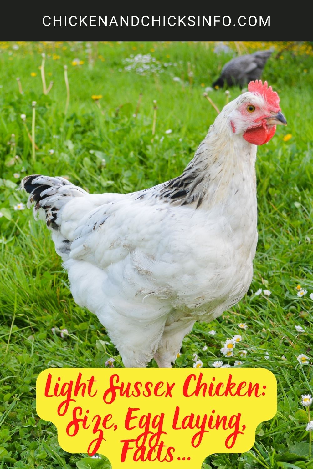 Light Sussex Chicken: Size, Egg Laying, Facts… poster.
