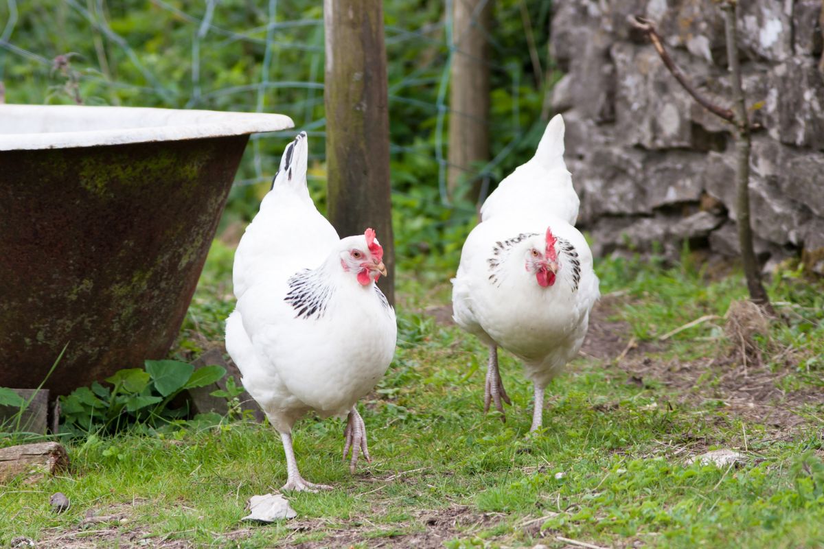 Two light sussex chickens walking in a backyard.