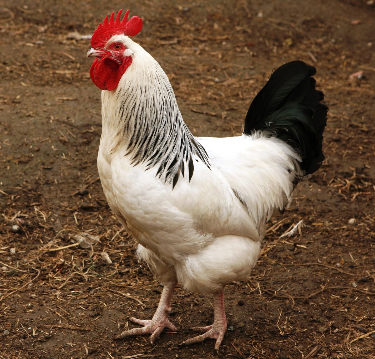 Light sussex rooster in a backyard.