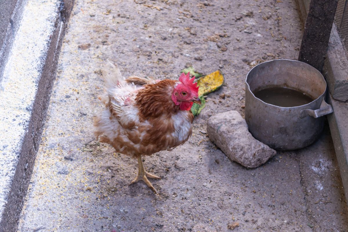 A sad lonely chicken standing on one leg in a backyard.
