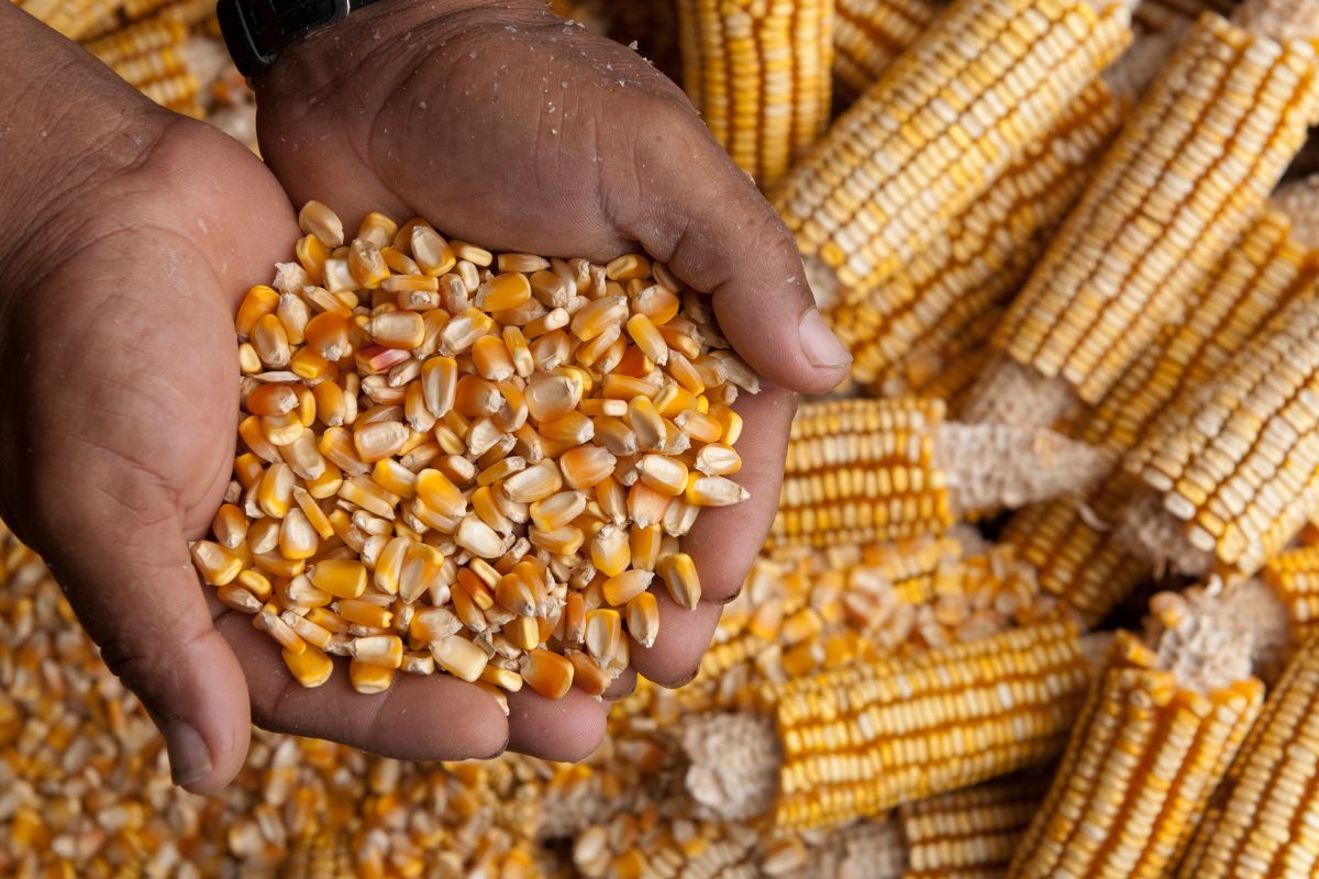 Man hands holding a freshly harvested maize.