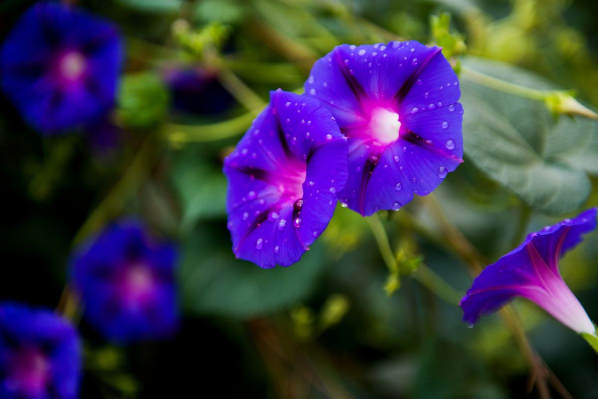 Beautiful vibrant purple blooming morning glories with raindrops.