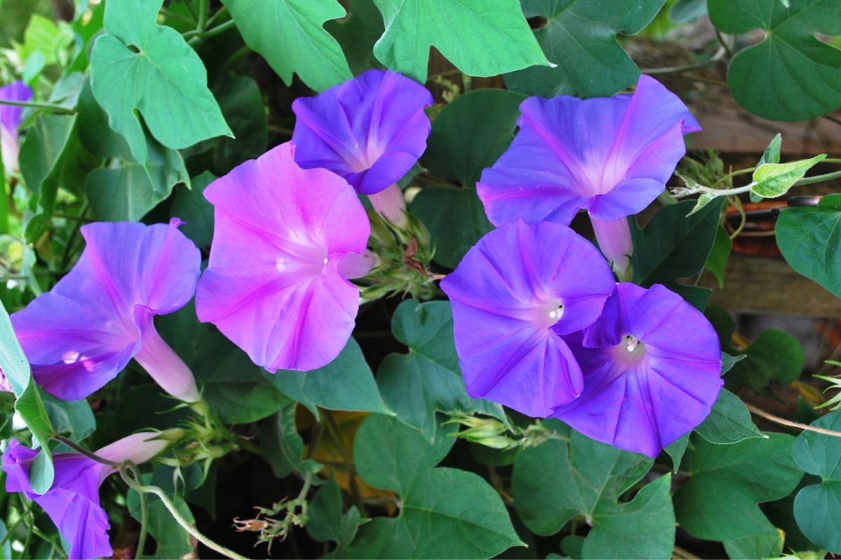 Pink and purple blooming flowers of morning glory.