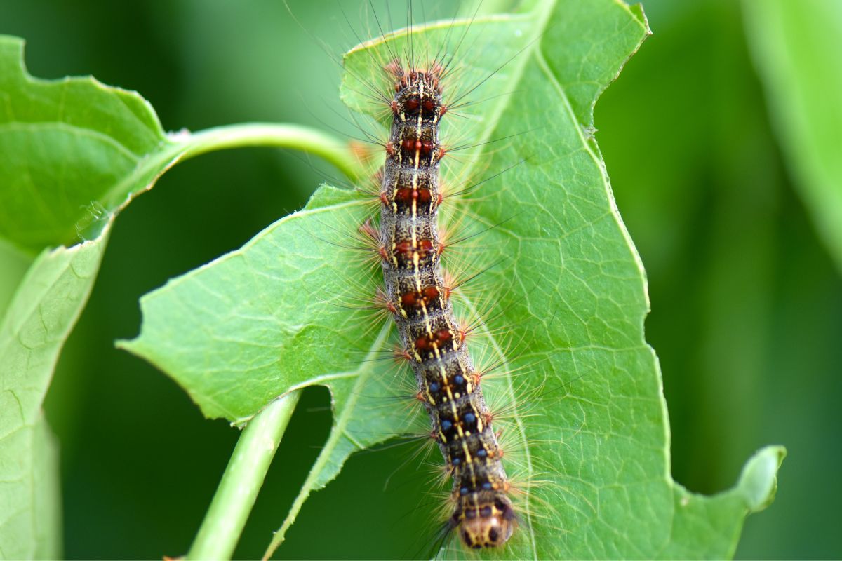 Moth caterpillar on a green leaf.