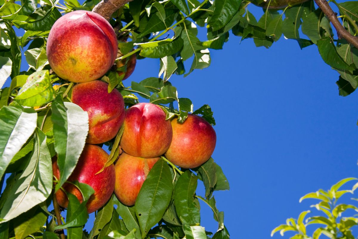 Fresh ripe nectarines hanging on a branch on a sunny day.